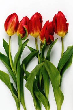 güzel kırmızı lale