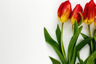 güzel kırmızı lale