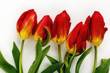 güzel kırmızı lale