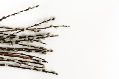 Grup willow tomurcukları 