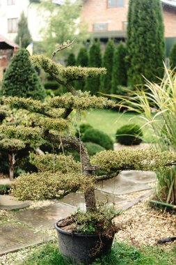 güzel küçük ağaçlar 