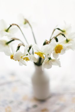 Güzel sarı nergisler