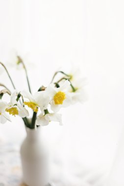 Güzel sarı nergisler