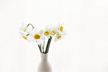 Güzel sarı nergisler