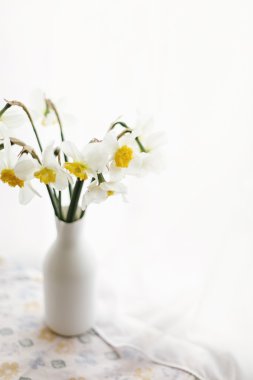 Güzel sarı nergisler