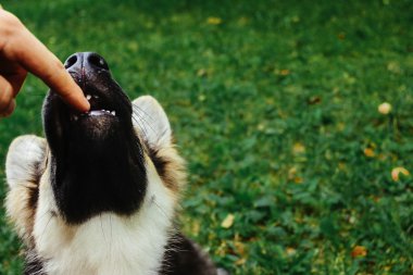 inanılmaz sevimli köpek yavrusu