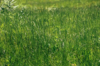 inanılmaz güzel yeşil çimen