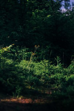 yosun ve çim inanılmaz güzel manzara