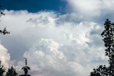 ağaç dalları güzel görünümü 