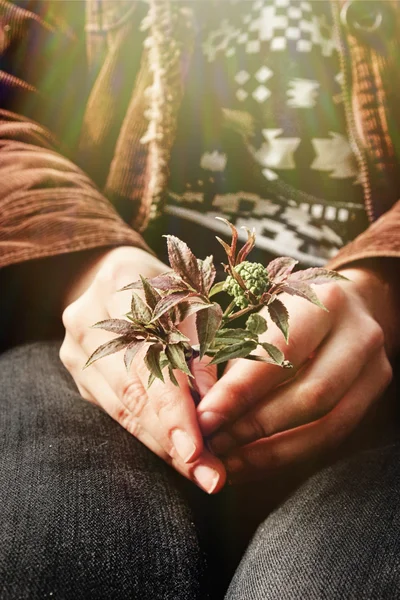 Bela nova planta em mãos — Fotografia de Stock
