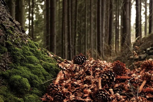 Bela floresta ensolarada — Fotografia de Stock