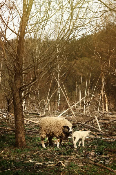 Sevimli koyun ve kuzu — Stok fotoğraf