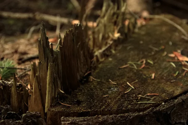 güzel güneşli orman 