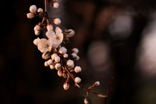Gyönyörű cseresznyevirág virág — Stock Fotó