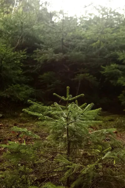 Verse groene pijnbomen — Stockfoto