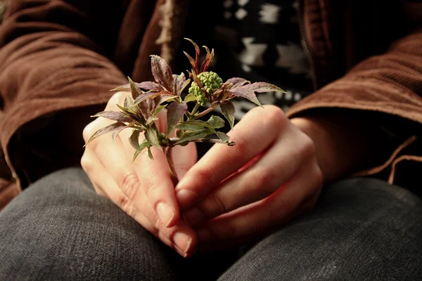 Bela nova planta em mãos — Fotografia de Stock