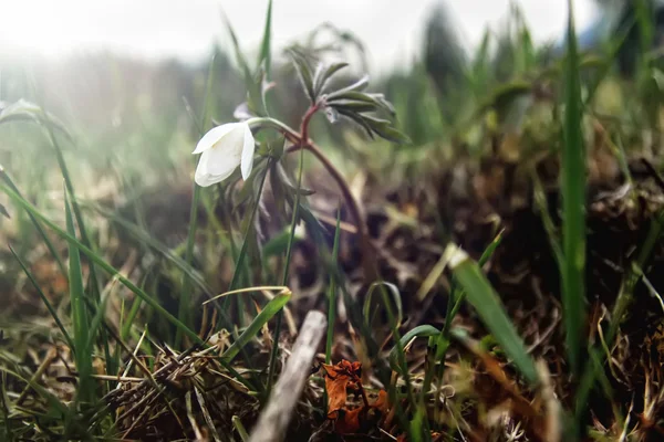 První čerstvý Sněženka v gras — Stock fotografie