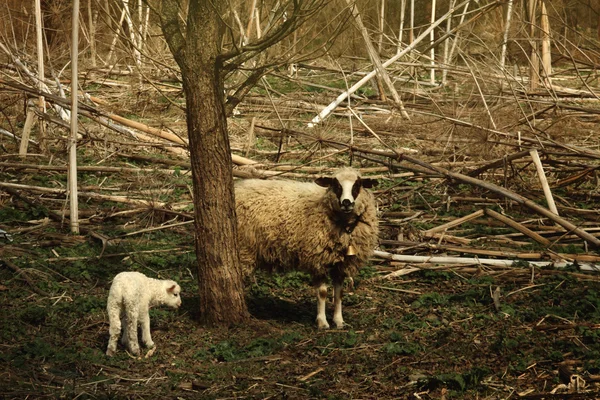 Sevimli koyun ve kuzu — Stok fotoğraf