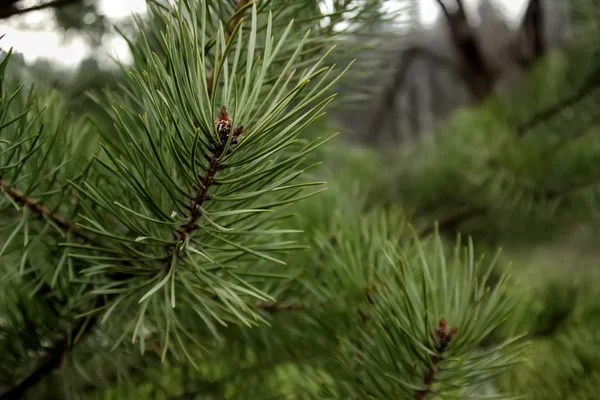 Verse groene pijnbomen — Stockfoto