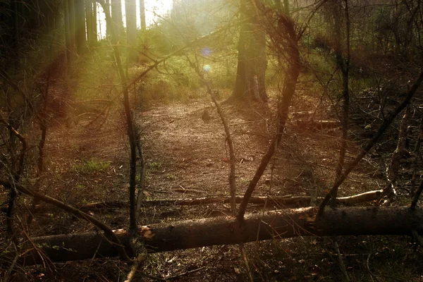 Hermoso bosque soleado —  Fotos de Stock