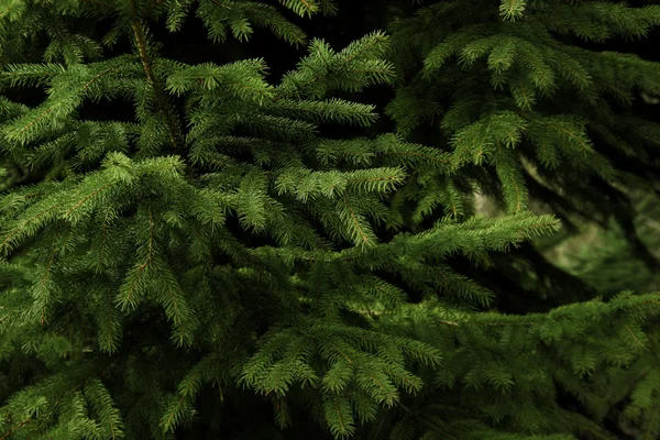 Frische grüne Kiefern — Stockfoto