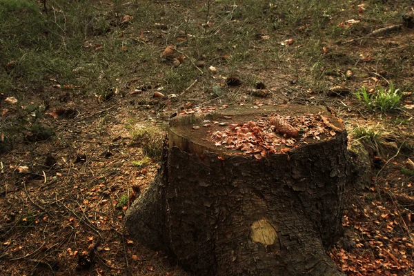 Schöner sonniger Wald — Stockfoto