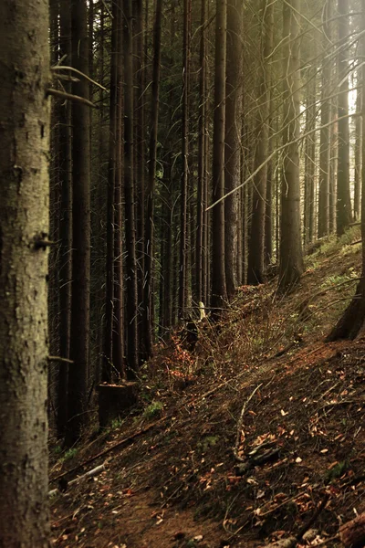 güzel güneşli orman 