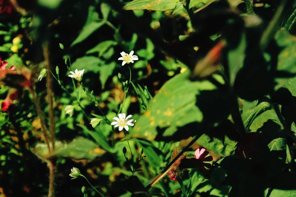 Bunga putih yang indah — Stok Foto