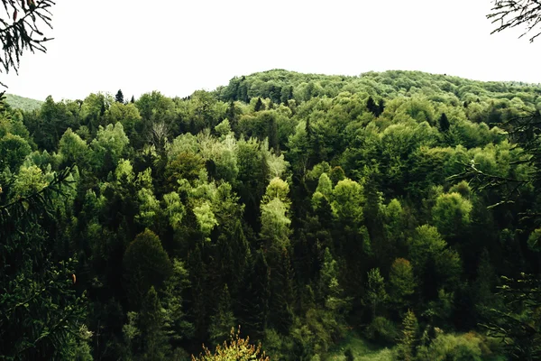 Górnej części drzewa w górach — Zdjęcie stockowe