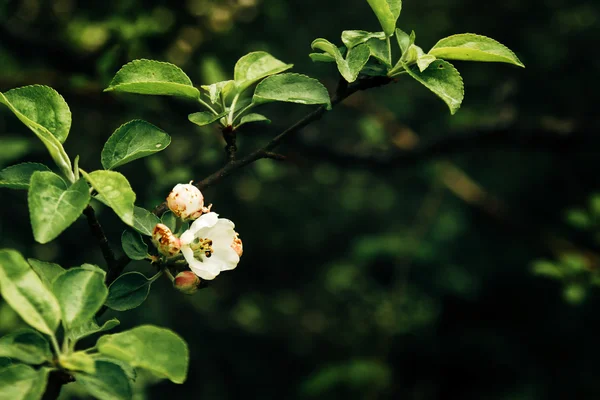 Hermosa flor delicada en rama de manzana —  Fotos de Stock