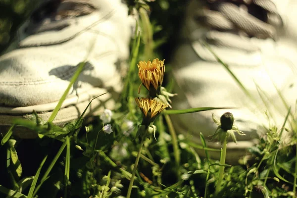 美丽的小雏菊 — 图库照片