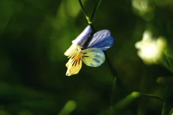 ดอกไม้สีฟ้าที่สวยงาม — ภาพถ่ายสต็อก