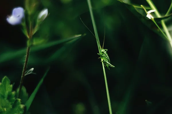 Hermoso saltamontes verde — Foto de Stock