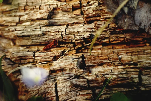 Textura da casca de madeira — Fotografia de Stock