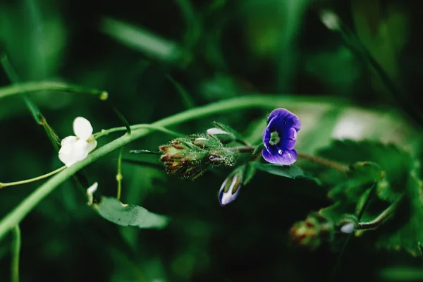 Hermosas flores azules —  Fotos de Stock