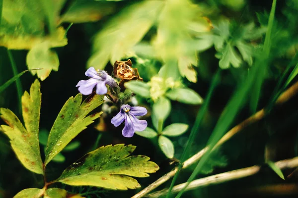 Schöne blaue Blumen — Stockfoto