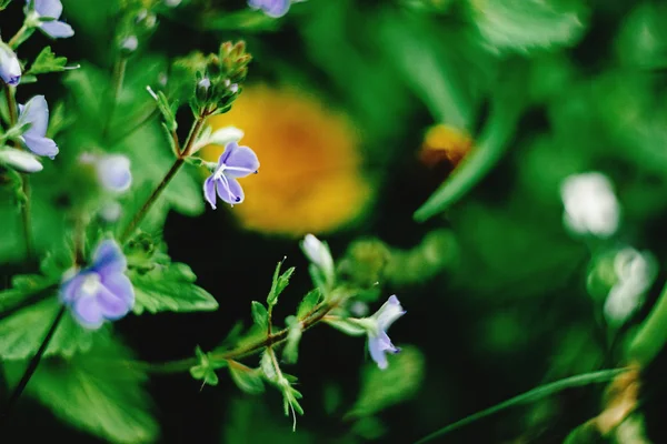 Schöne blaue Blumen — Stockfoto