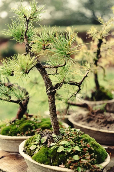 Mooie kleine bomen — Stockfoto