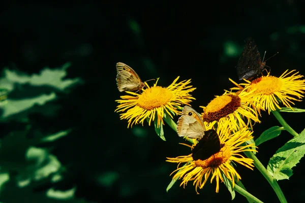 Borboleta colorida na flor amarela — Fotografia de Stock