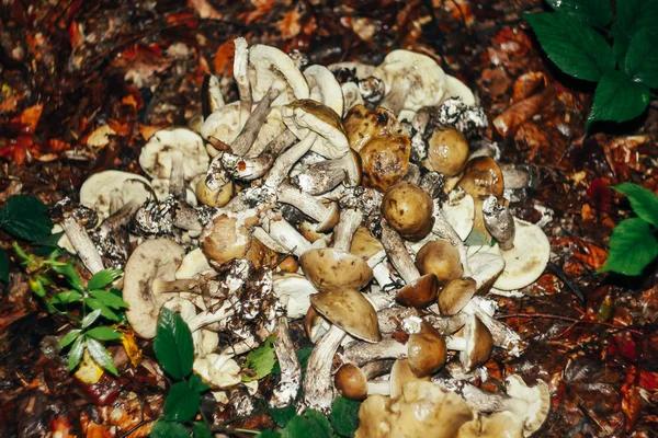 Wielu zgromadzonych różnych grzybów — Zdjęcie stockowe