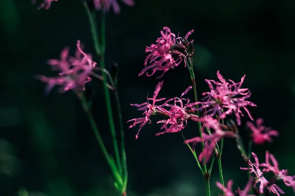 Krásné úžasné růžové květy — Stock fotografie