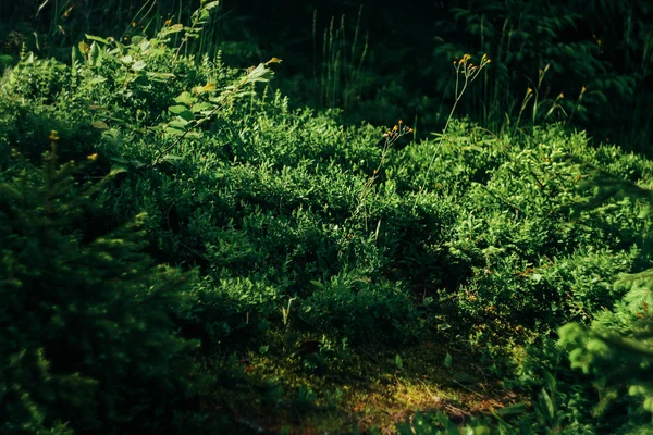 Дивовижний красивий вид на мох і траву — стокове фото
