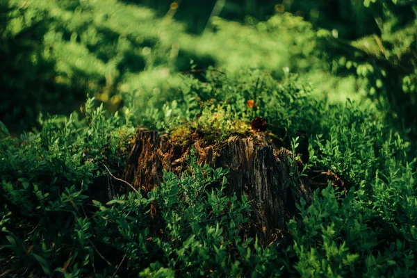 Bela vista incrível de musgo e grama — Fotografia de Stock