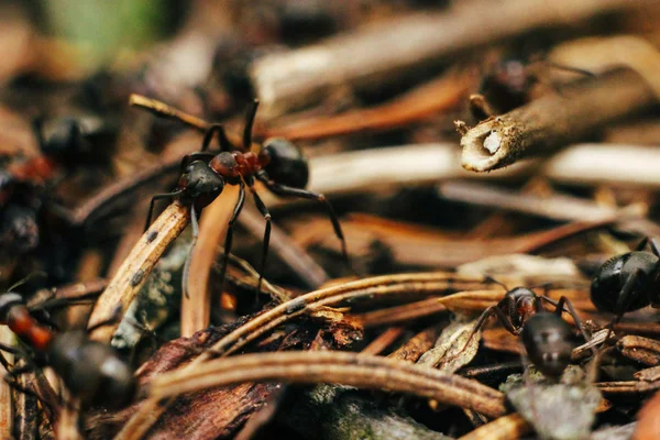 Group of brown ants — Stock Photo, Image