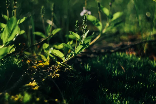 Bela vista da flor azul — Fotografia de Stock