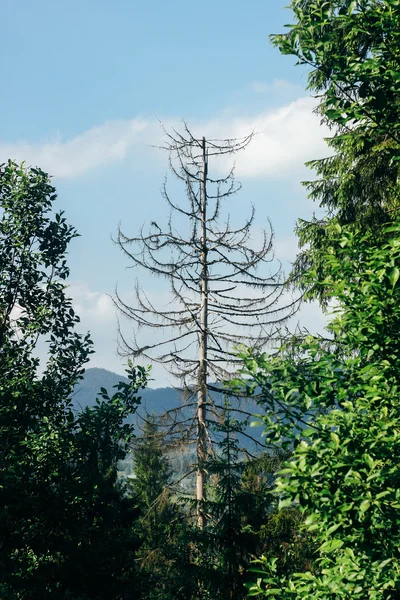 Blick auf Äste — Stockfoto