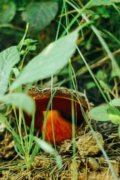 Belo grande cogumelo — Fotografia de Stock