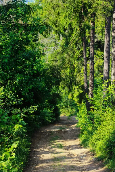 seyahat zammı ormanda yere yolluk