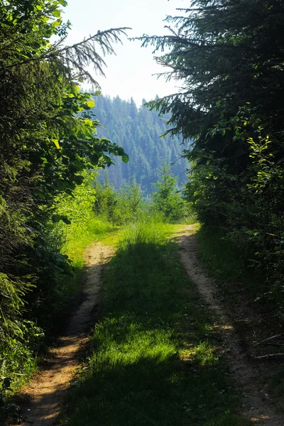 Çim Zemin yol — Stok fotoğraf