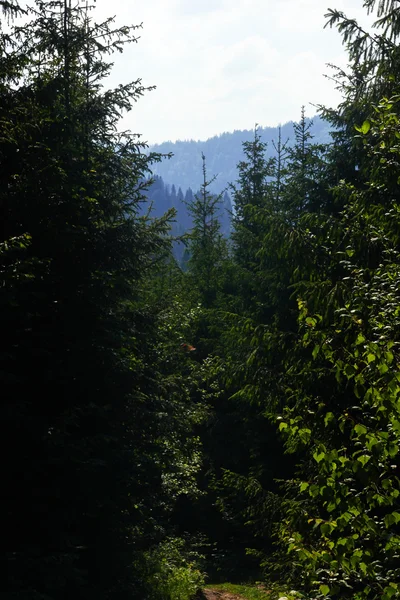 Woods ile tepeler inanılmaz güzel görünümü — Stok fotoğraf